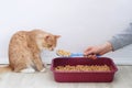 Wood litter for litter boxes for cats. Ginger cat at tray
