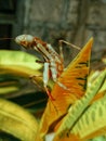 Wood locust over colored leaves. The grasshopper in the garden stood like a horse. Insect Life.