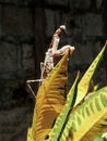 Wood locust over colored leaves. The grasshopper in the garden stood like a horse. Insect Life.