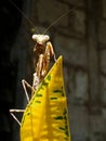 Wood locust over colored leaves. The grasshopper in the garden stood like a horse. Insect Life.