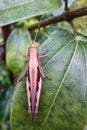 a wood locust perched on a leaf