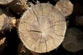 Wood log cut Royalty Free Stock Photo