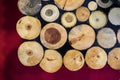Wood Log cut in round thin pieces Royalty Free Stock Photo