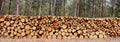 Wood log stack, timber winter stock background. Firewood storage in forest. Round tree trunk cut