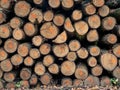 Wood log timber pile stack frontal closeup view