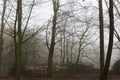 Wood Loggers Storage Yard During Winter Royalty Free Stock Photo