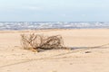 Wood logs beach sea shore bush branch pollution dirt, ocean wav Royalty Free Stock Photo