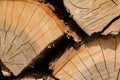 Wood logs close-up