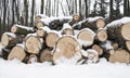 Wood Logs Covered in Forest