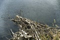 Wood logs floating on bow river calgary