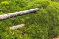 Wood logs in ground of mossy hill