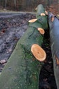 Wood logs lying in the forest. Cut trees prepared for export from the forest Royalty Free Stock Photo