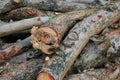 Wood logs Royalty Free Stock Photo