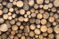 Wood logs pile standing wallpaper Royalty Free Stock Photo