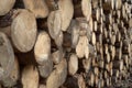 Wood logs pile standing wallpaper Royalty Free Stock Photo