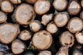 Wood logs prepared for export from the forest. Round pieces of wood stacked