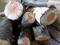 wood logs stockpiled for winter Royalty Free Stock Photo