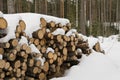 Wood logs in winter forest