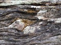 Wood look like eye.