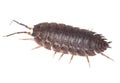 Wood louse Royalty Free Stock Photo