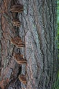 wood macro lichen bark moss mushroom brown grey turquoise the nature park garden stairs Royalty Free Stock Photo
