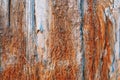 Wood for many years has lain in salt water Royalty Free Stock Photo