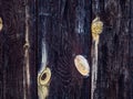 Wood material background for Vintage wallpaper,old wooden fence Royalty Free Stock Photo