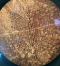 Wood Microscopic - Hardwood Species