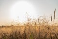 wood millet plants on agricultural field