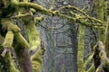 Wood mossy branches