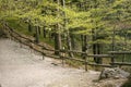 Path in the wood in spring. Wooden fence in wild forest landscape. Mountain Hike trail. Deciduous trees. Wild nature park. Schwarz