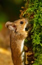 Wood mouse