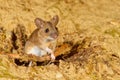 Wood Mouse