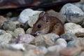 Wood mouse - Apodemus sylvaticus is murid rodent native to Europe and northwestern Africa, common names are long-tailed field