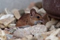 Wood mouse - Apodemus sylvaticus is murid rodent native to Europe and northwestern Africa, common names are long-tailed field