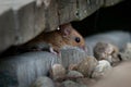 Wood mouse - Apodemus sylvaticus is murid rodent native to Europe and northwestern Africa, common names are long-tailed field