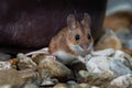 Wood mouse - Apodemus sylvaticus is murid rodent native to Europe and northwestern Africa, common names are long-tailed field