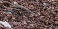 Wood mouse among the tree leaves