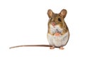 Cute Field Mouse on white background Royalty Free Stock Photo