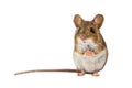 Cute Field Mouse on white background