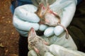 Wood mouse Apodemus sylvaticus and yellow-necked mouse Apodemus flavicollis comparison