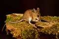 Wood Mouse eating