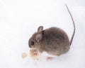 Wood mouse eating on the snow, in Retezat Mountains in early springtime.