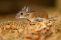 Wood Mouse foraging