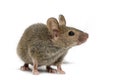 Wood mouse in front of a white background Royalty Free Stock Photo