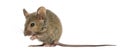 Wood mouse Royalty Free Stock Photo