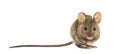 Wood mouse Royalty Free Stock Photo