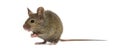 Wood mouse Royalty Free Stock Photo