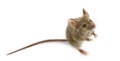 Wood mouse in front of a white background Royalty Free Stock Photo