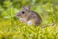 Wood mouse in green natural habitat